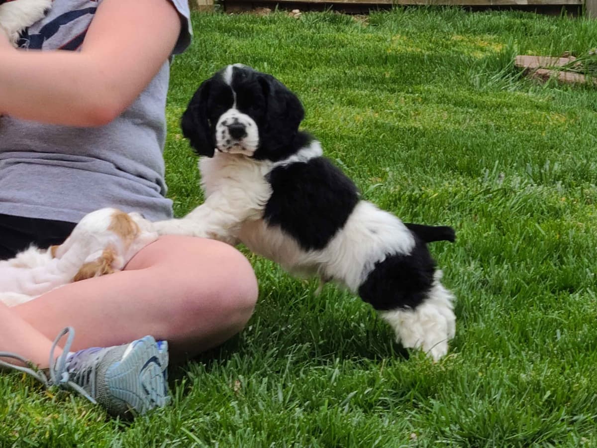 Cocker Spaniel Puppies -Vaccinated-Champion Parents -HealthTested breeder image 14