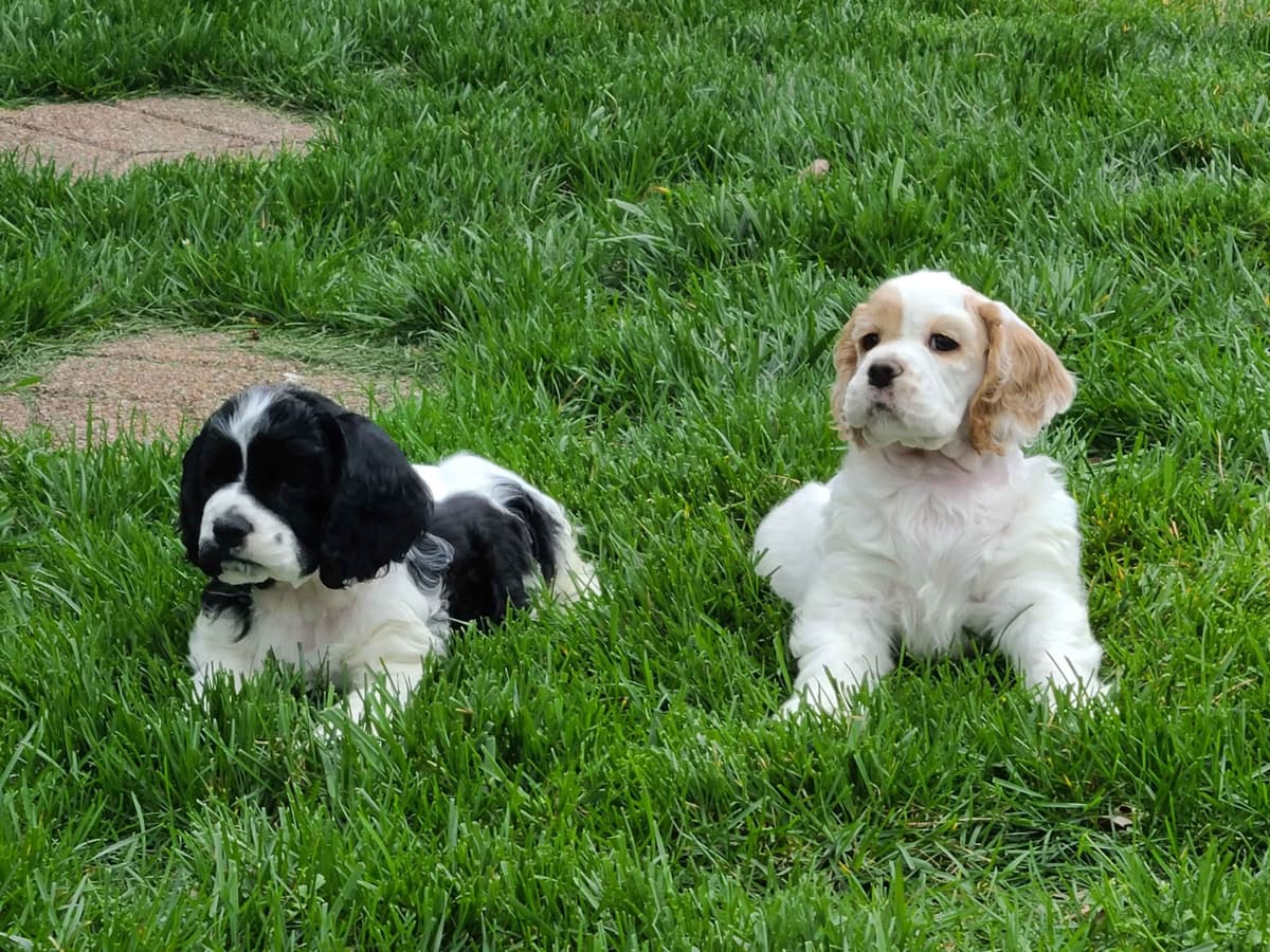 Cocker Spaniel Puppies -Vaccinated-Champion Parents -HealthTested breeder image 5