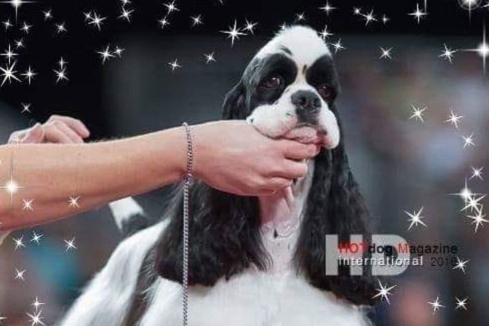 Cocker Spaniel Puppies -Vaccinated-Champion Parents -HealthTested breeder image 2
