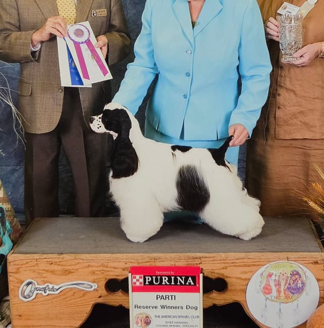 Cocker Spaniel Puppies -Vaccinated-Champion Parents -HealthTested media 2