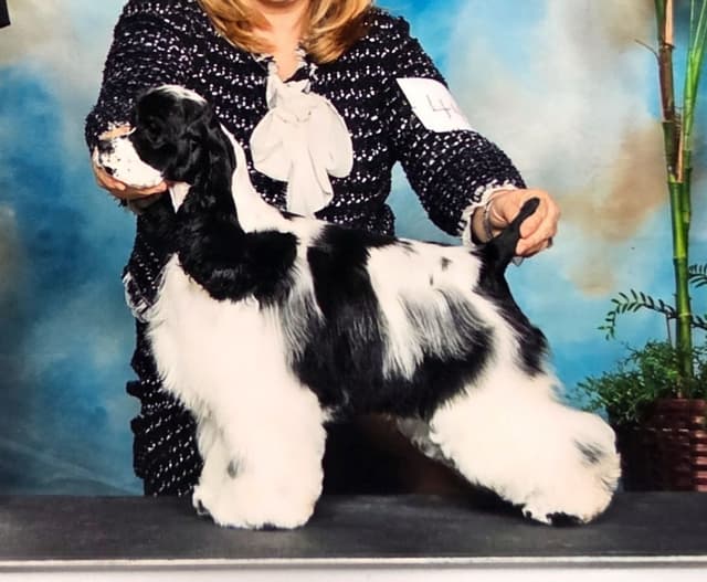 Cocker Spaniel Puppies -Vaccinated-Champion Parents -HealthTested media 5