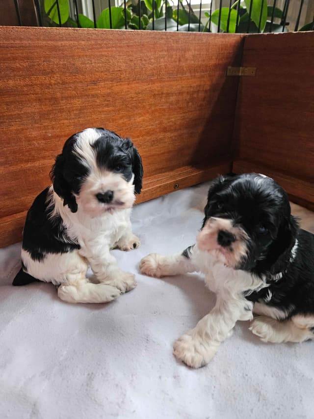 Cocker Spaniel Puppies -Vaccinated-Champion Parents -HealthTested media 6