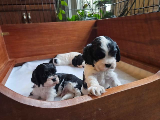 Cocker Spaniel Puppies -Vaccinated-Champion Parents -HealthTested media 7