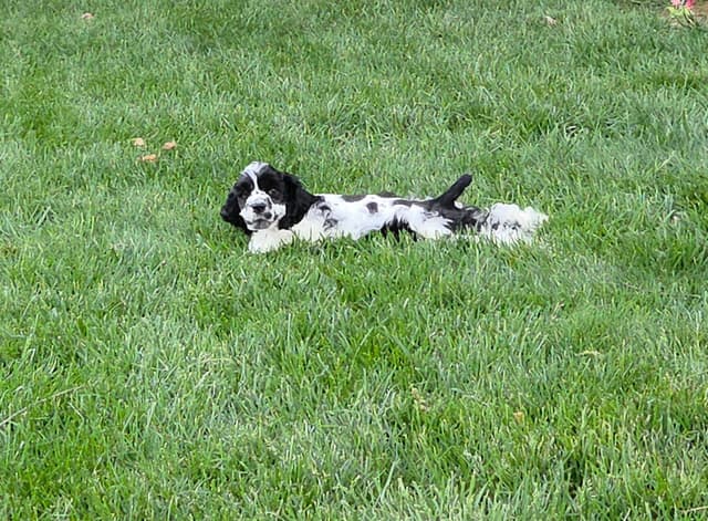 Cocker Spaniel Puppies -Vaccinated-Champion Parents -HealthTested media 8