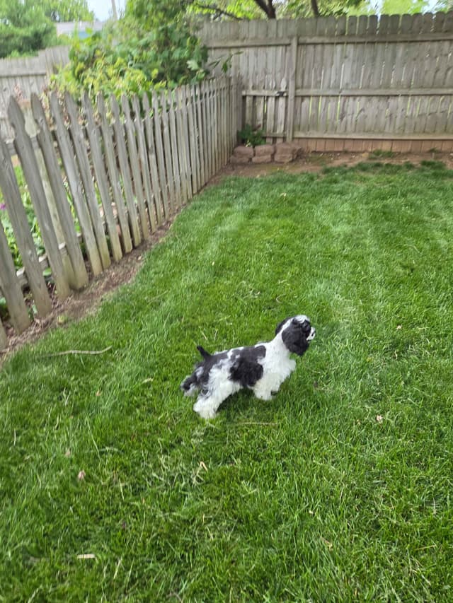 Cocker Spaniel Puppies -Vaccinated-Champion Parents -HealthTested media 9