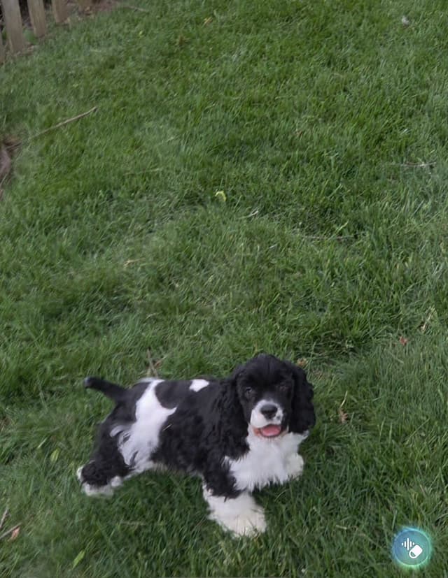 Cocker Spaniel Puppies -Vaccinated-Champion Parents -HealthTested media 10