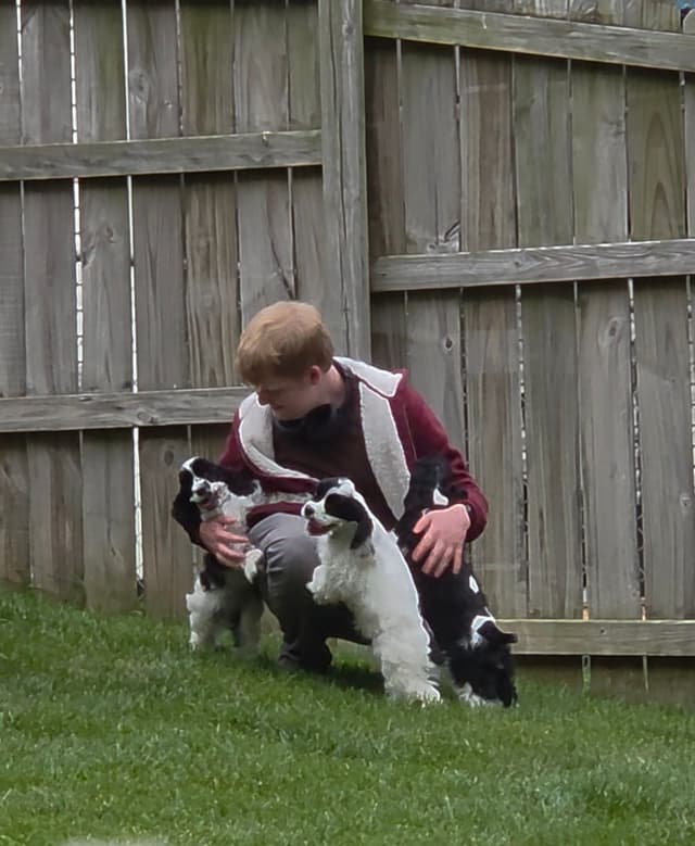 Cocker Spaniel Puppies -Vaccinated-Champion Parents -HealthTested media 11