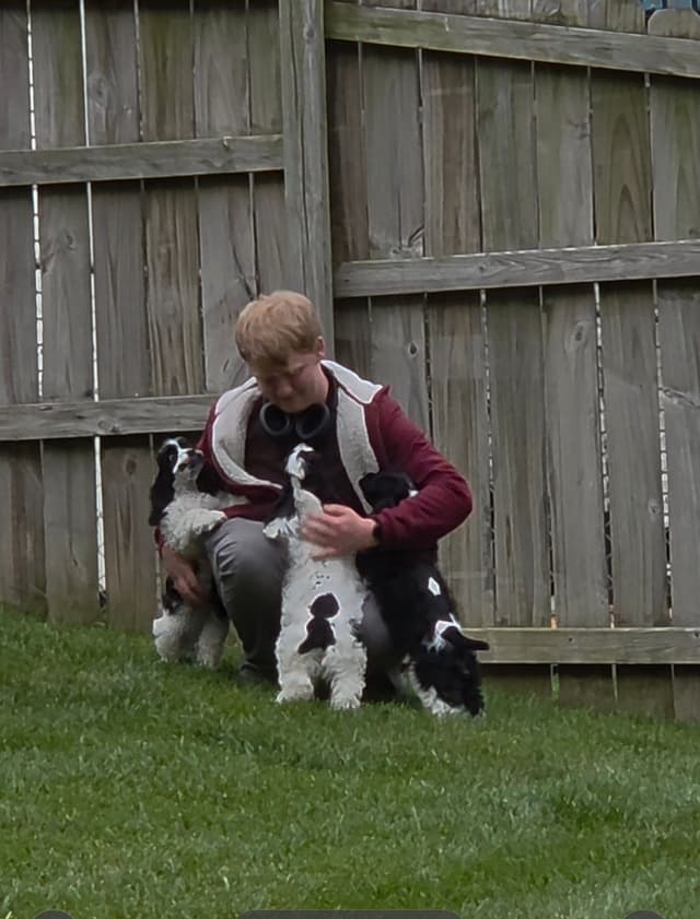 Cocker Spaniel Puppies -Vaccinated-Champion Parents -HealthTested media 12