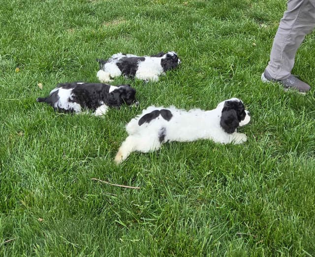 Cocker Spaniel Puppies -Vaccinated-Champion Parents -HealthTested media 13