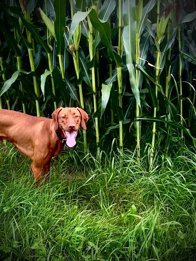 "Lily" Vizsla Puppy media 5