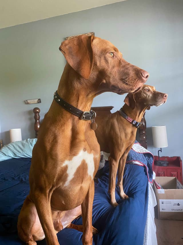 "Lily" Vizsla Puppy media 6
