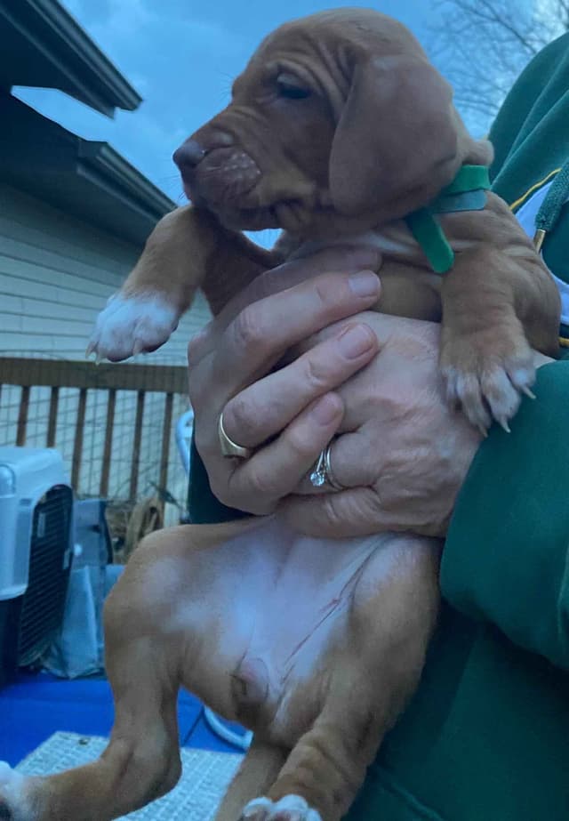 "Lily" Vizsla Puppy media 7