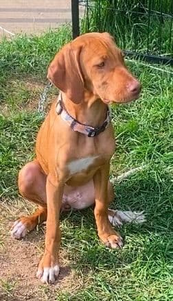 "Lily" Vizsla Puppy media 3