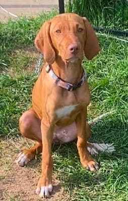 "Lily" Vizsla Puppy media 2