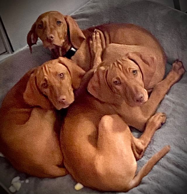 "Lily" Vizsla Puppy media 8