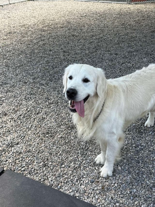 Golden Retriever Puppies media 2