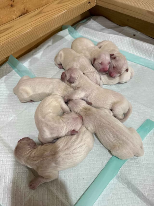 Golden Retriever Puppies media 3