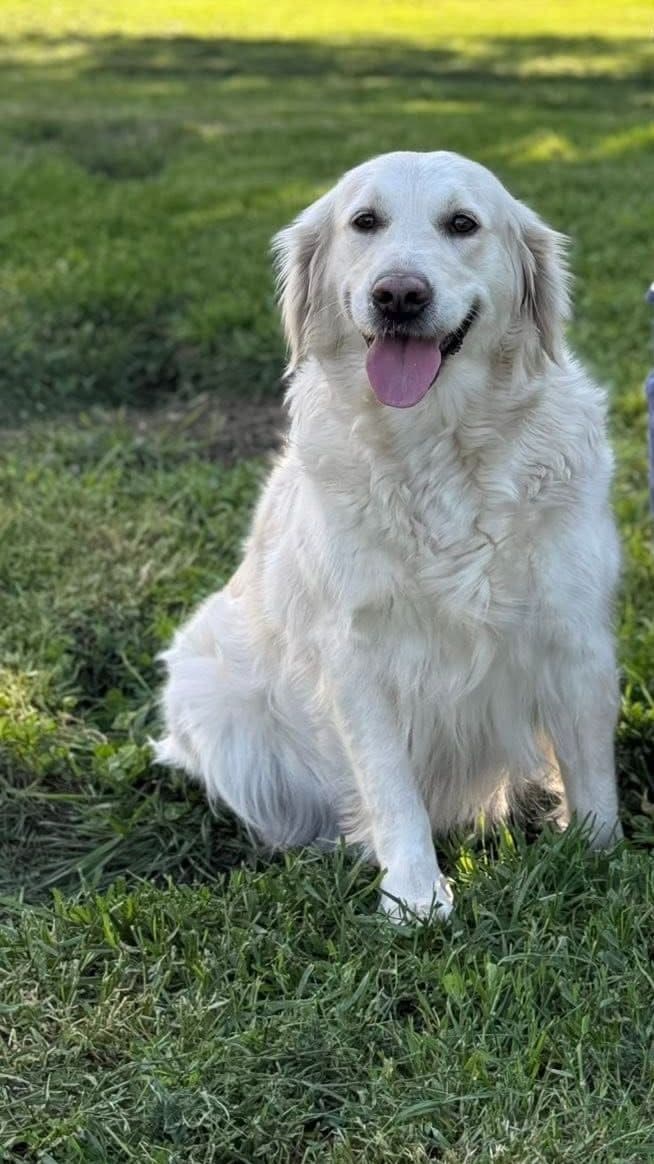 Golden Retriever Puppies breeder image 1