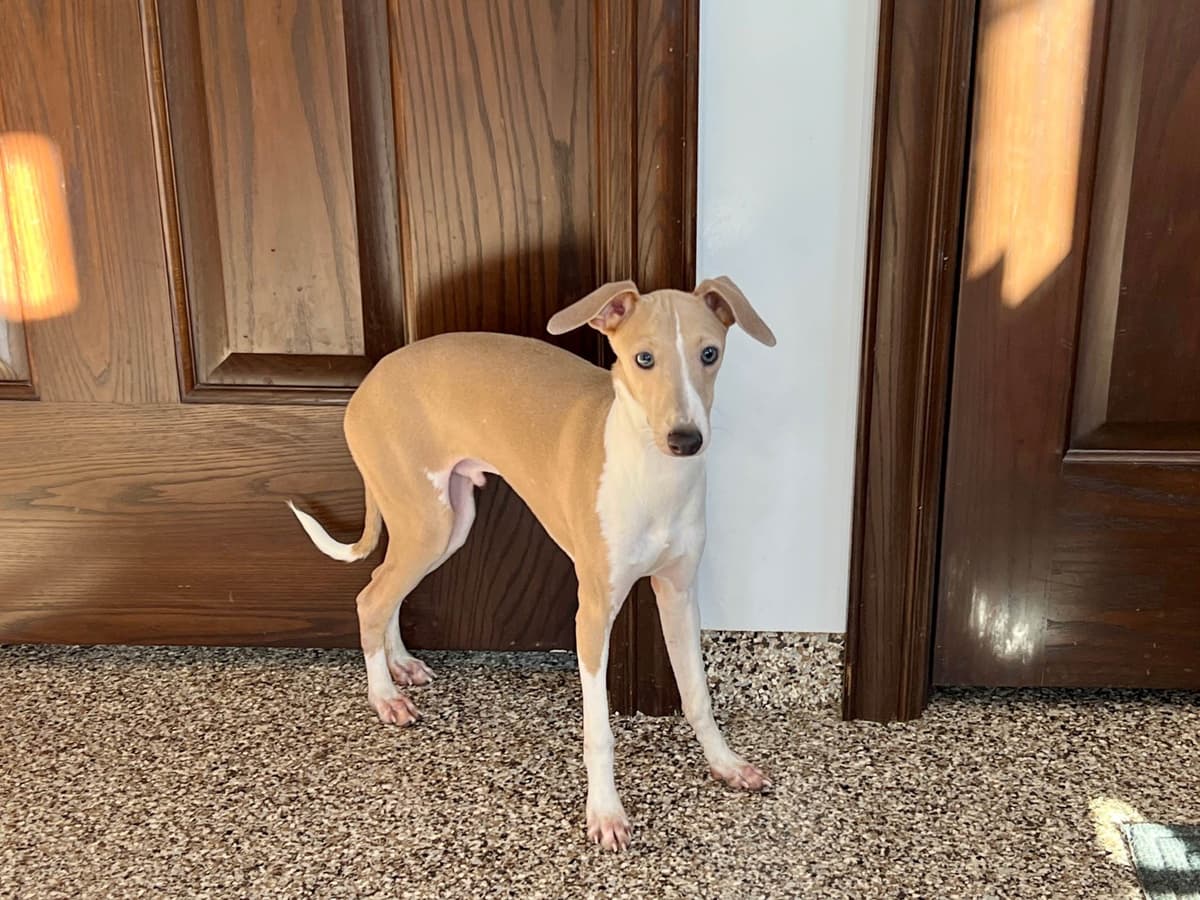 Italian Greyhound Puppies breeder image 11