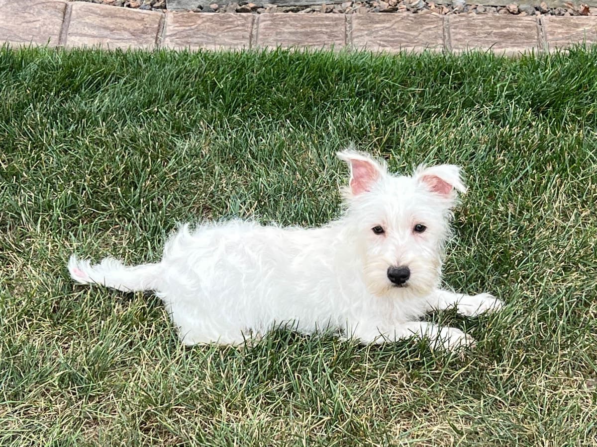 Italian Greyhound Puppies breeder image 18