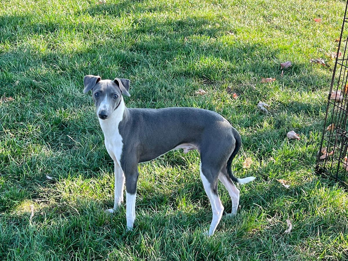 Italian Greyhound Puppies breeder image 2