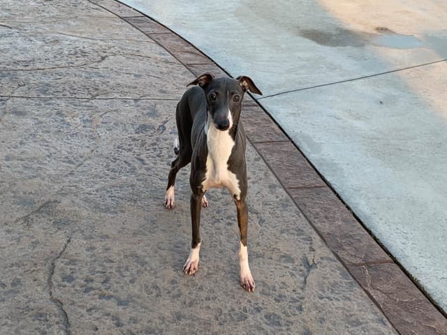Italian Greyhound Puppies media 2