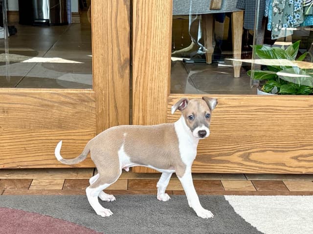 Italian Greyhound Puppies media 3