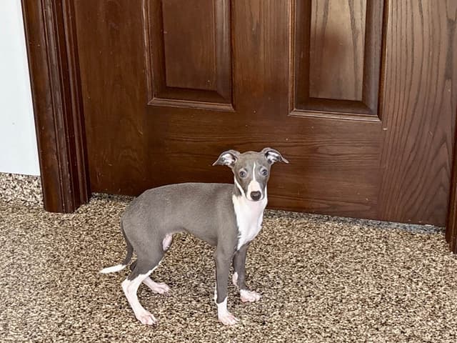 Italian Greyhound Puppies media 4