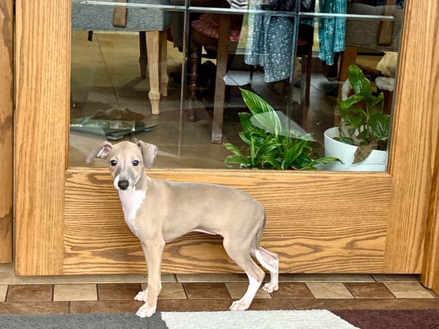 Italian Greyhound Puppies media 5