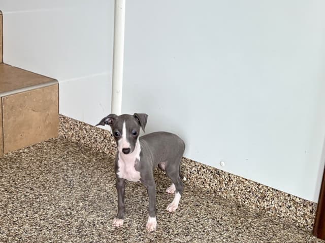 Italian Greyhound Puppies media 6