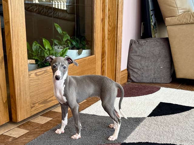 Italian Greyhound Puppies media 7