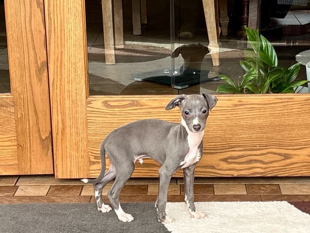 Italian Greyhound Puppies media 8