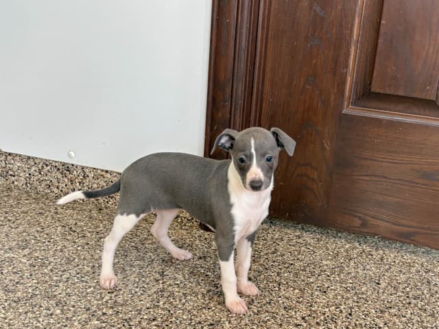 Italian Greyhound Puppies media 9
