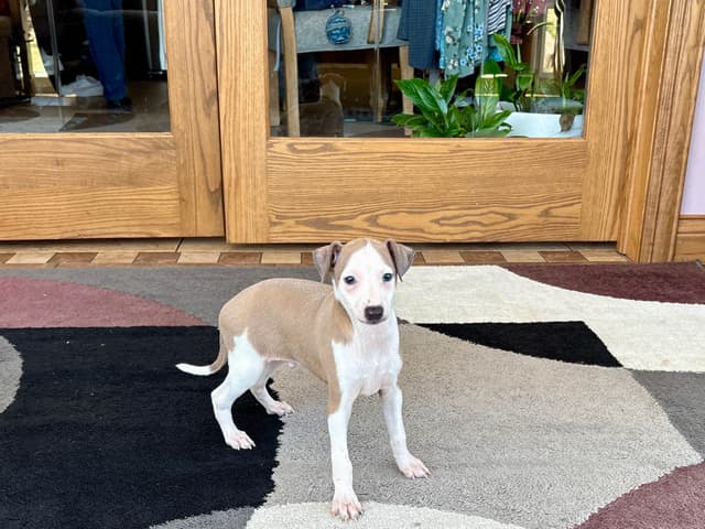Italian Greyhound Puppies media 10