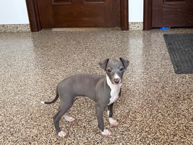 Italian Greyhound Puppies media 11