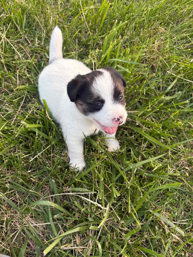 Russell Terrier Puppies media 3