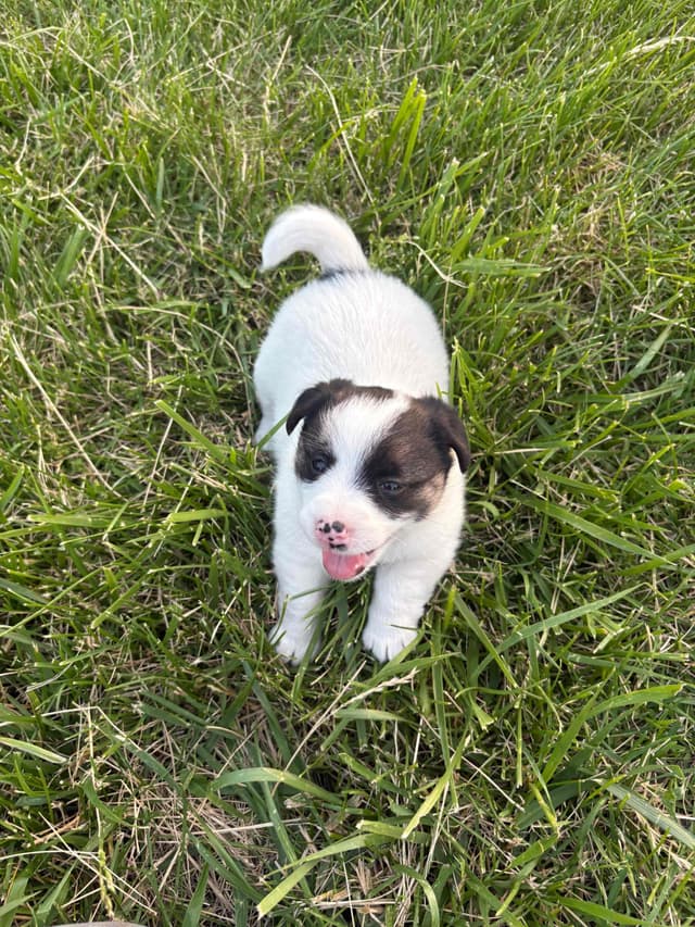 Russell Terrier Puppies media 4