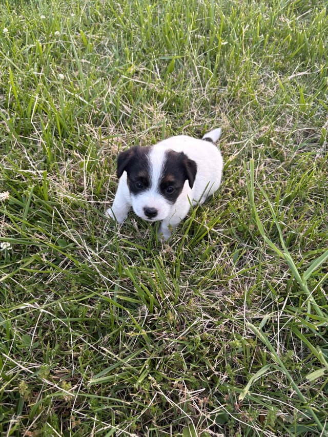 Russell Terrier Puppies media 5