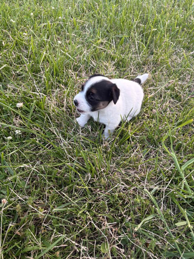 Russell Terrier Puppies media 6