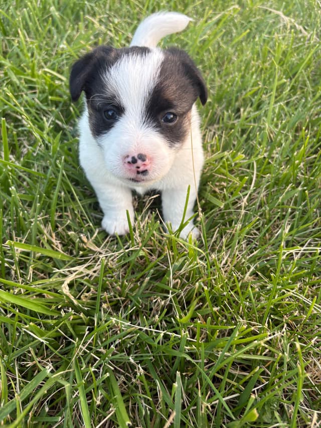 Russell Terrier Puppies media 7