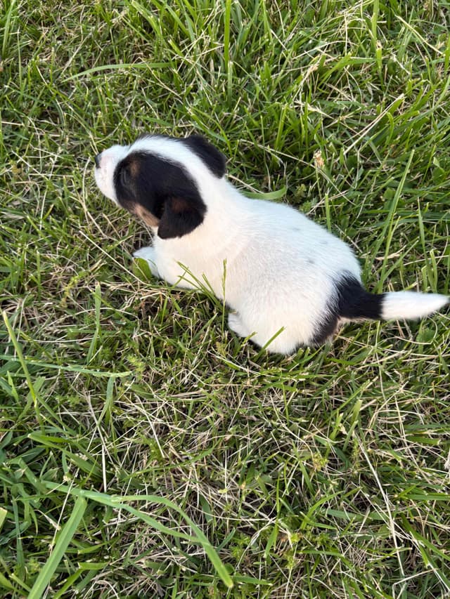 Russell Terrier Puppies media 8