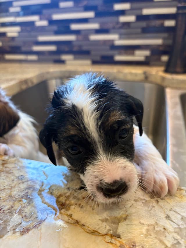 Russell Terrier Puppies media 10