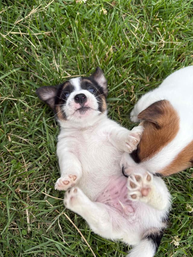 Russell Terrier Puppies media 11