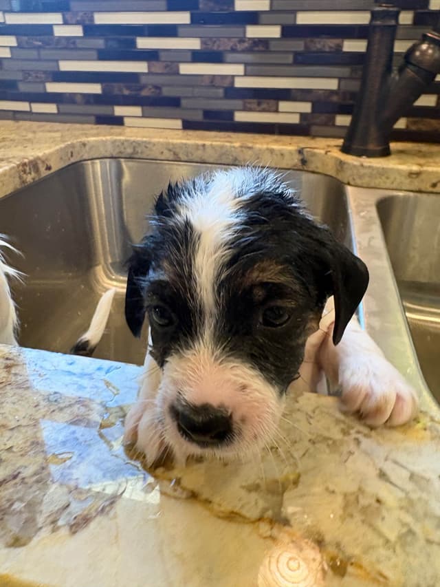 Russell Terrier Puppies media 12