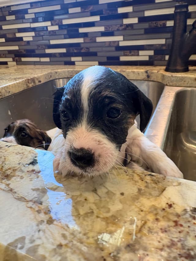 Russell Terrier Puppies media 13