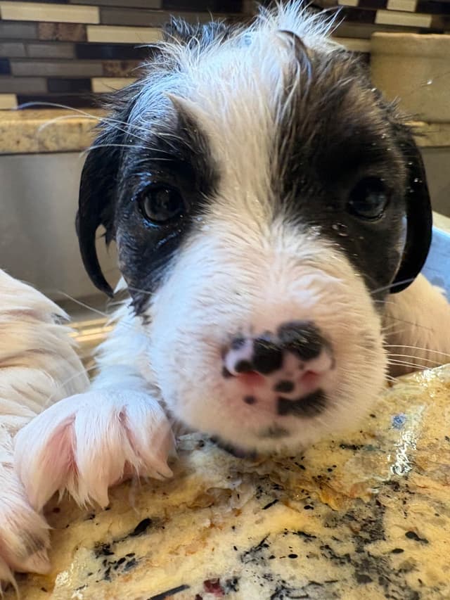 Russell Terrier Puppies media 15