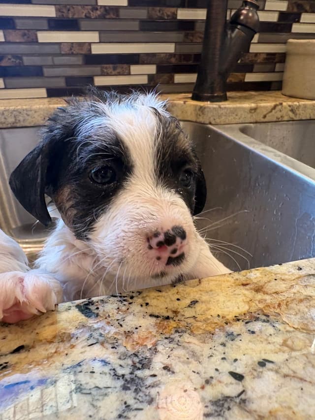 Russell Terrier Puppies media 16
