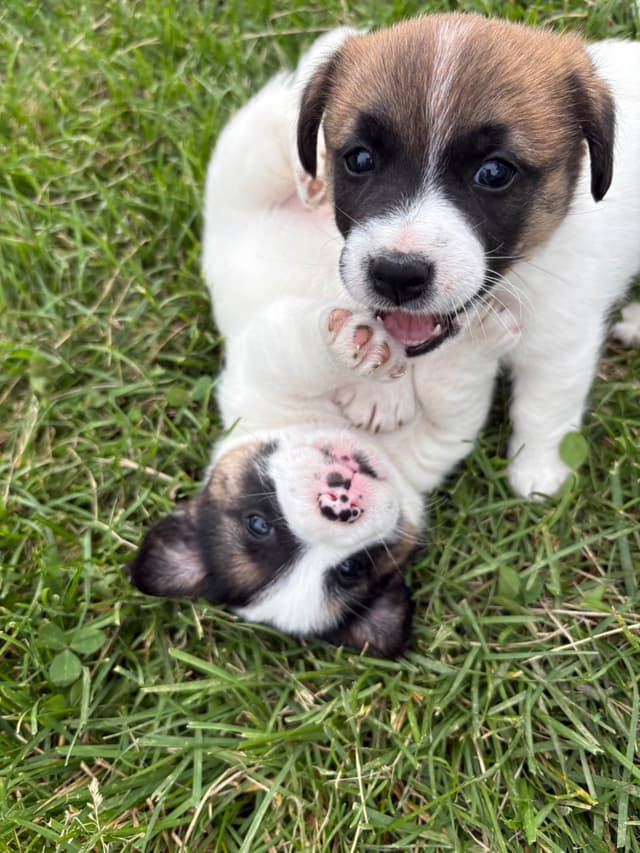 Russell Terrier Puppies media 17