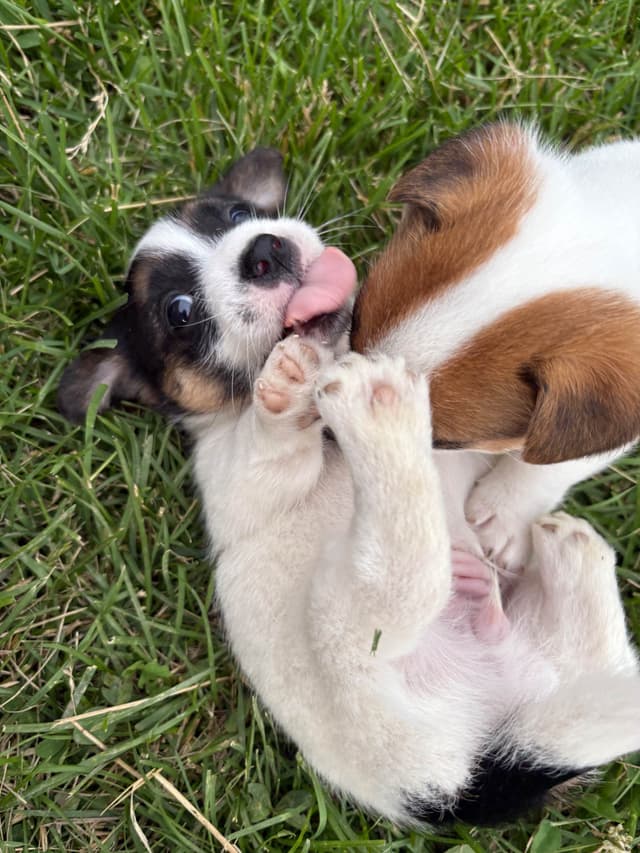 Russell Terrier Puppies media 18