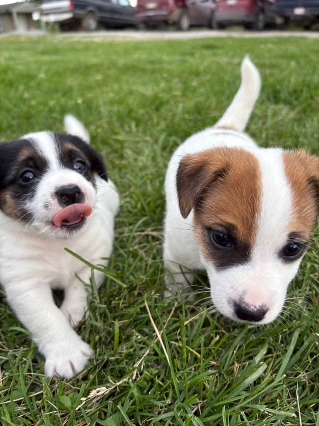Russell Terrier Puppies media 19